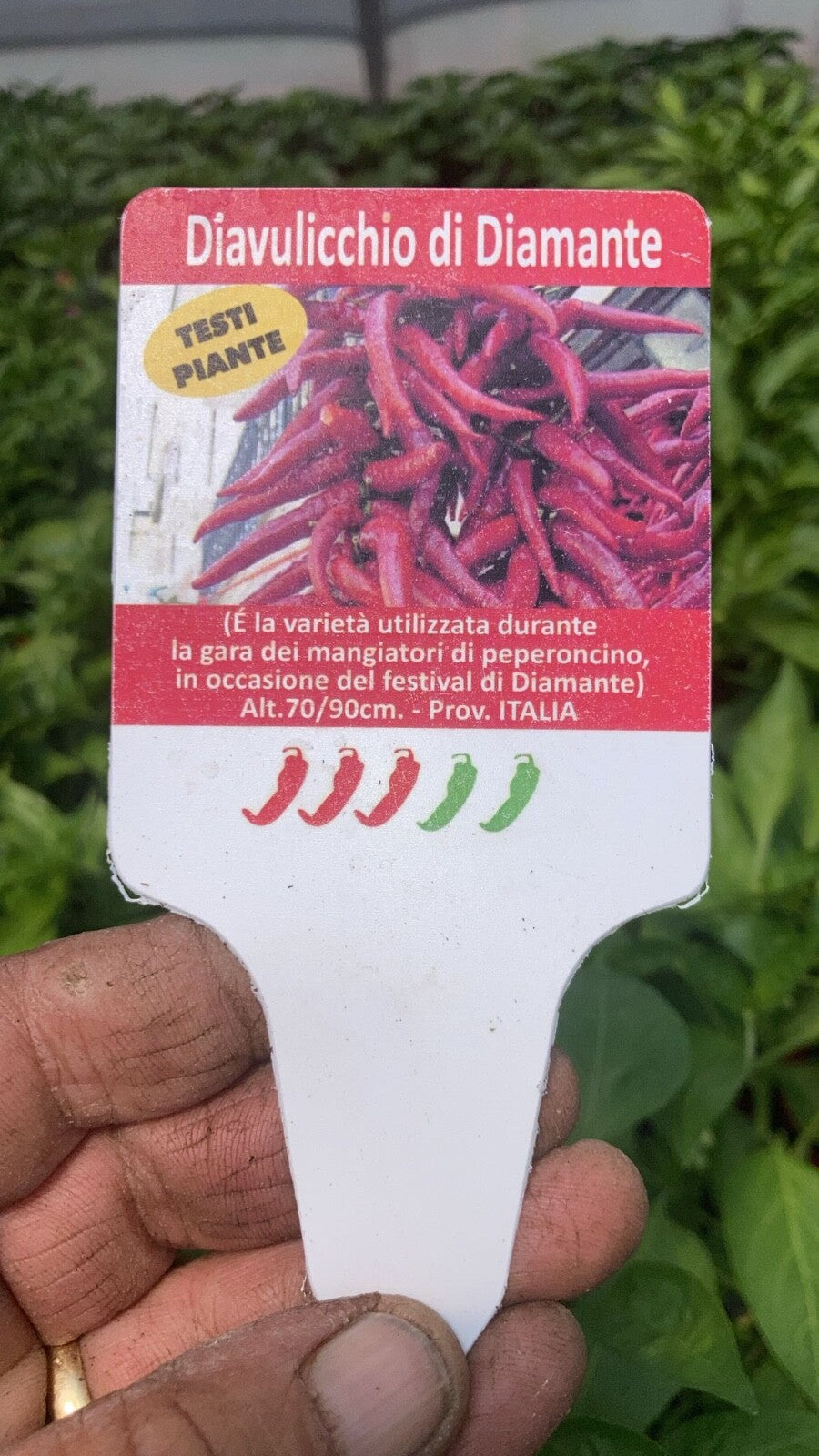 PIANTA PEPERONCINO PICCANTE DIAVULICCHIO DI DIAMANTE ALTA QUALITÀ VASO