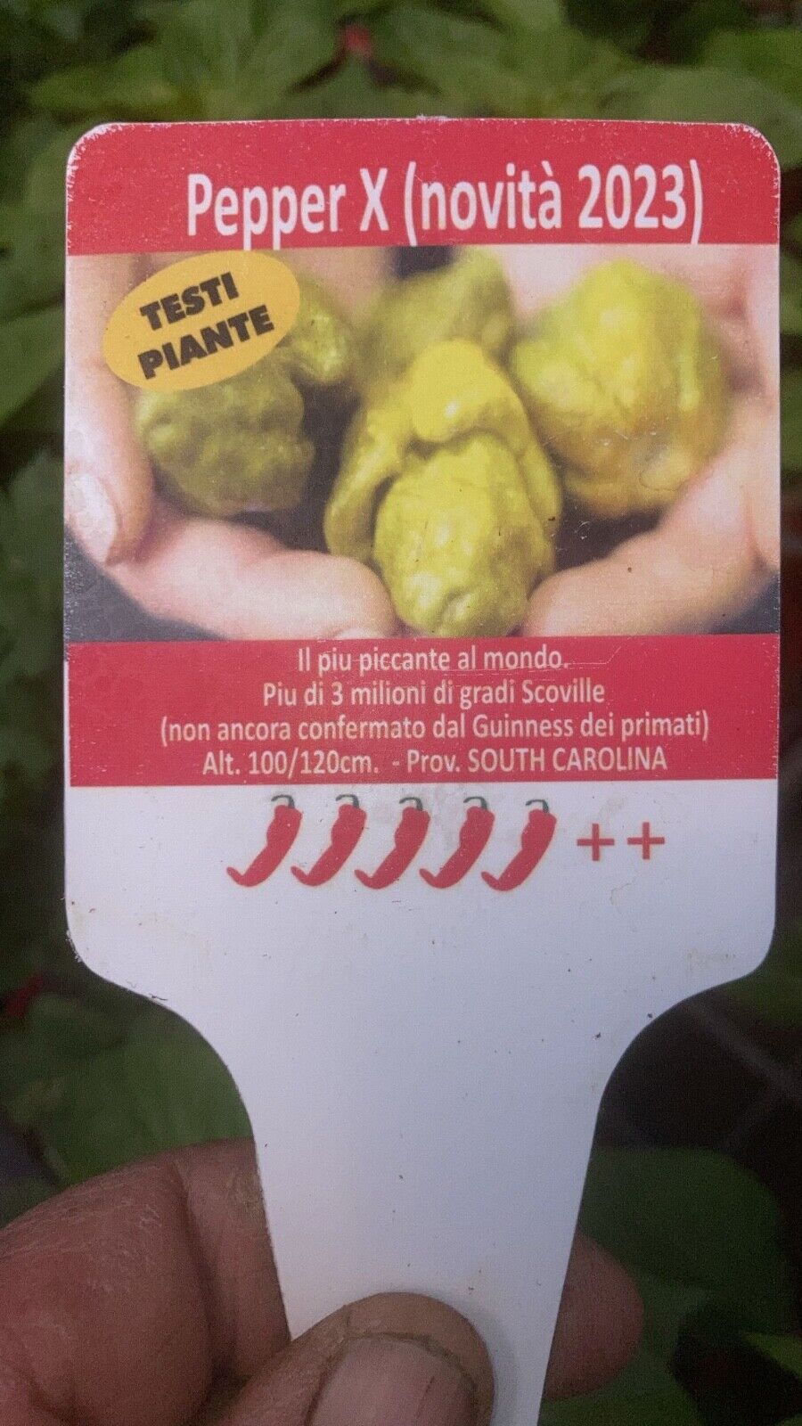 PIANTA PEPERONCINO PICCANTE PEPPER X ALTA QUALITÀ VASO 14