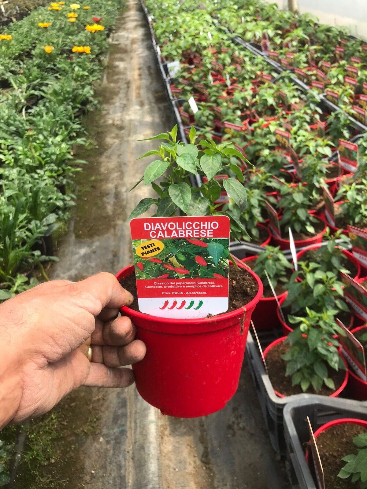 PEPERONCINO PICCANTE DIAVOLICCHIO CALABRESE ALTA QUALITÀ VASO 14