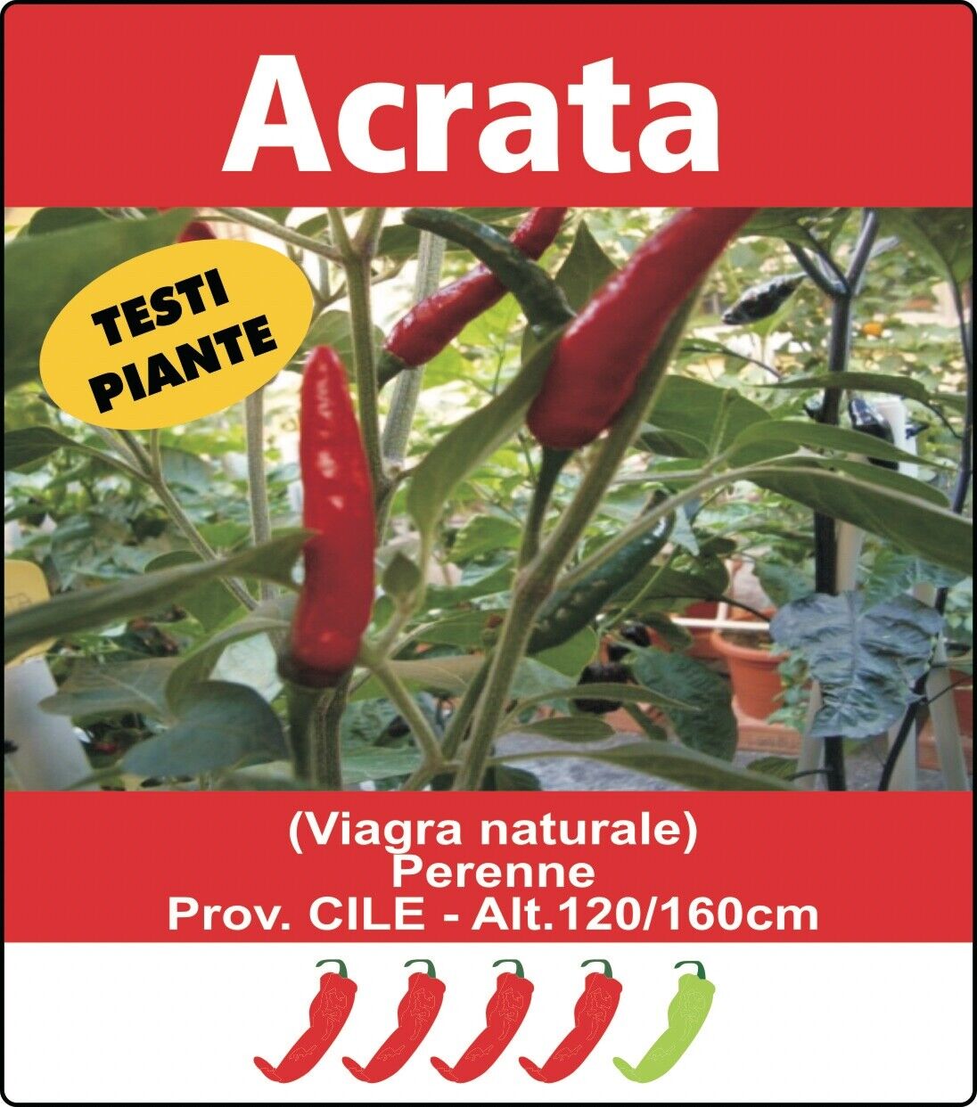 PIANTA PEPERONCINO PICCANTE ACRATA ALTA QUALITÀ VASO 14