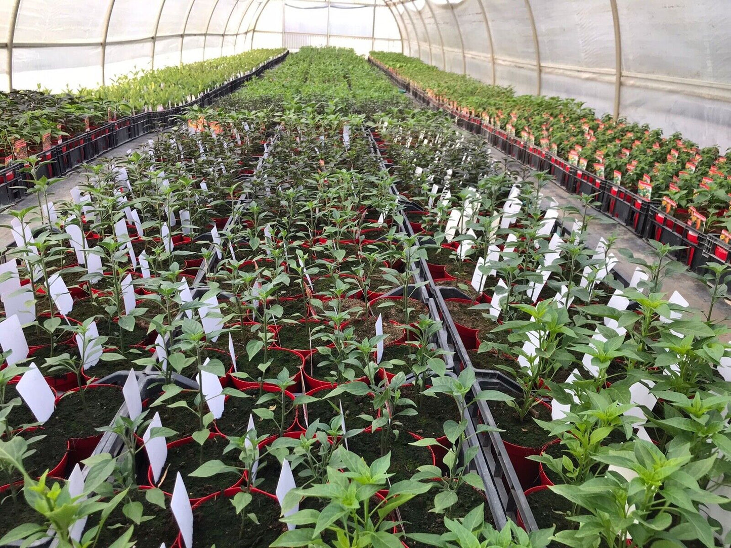 PIANTA PEPERONCINO PICCANTE ACRATA ALTA QUALITÀ VASO 14