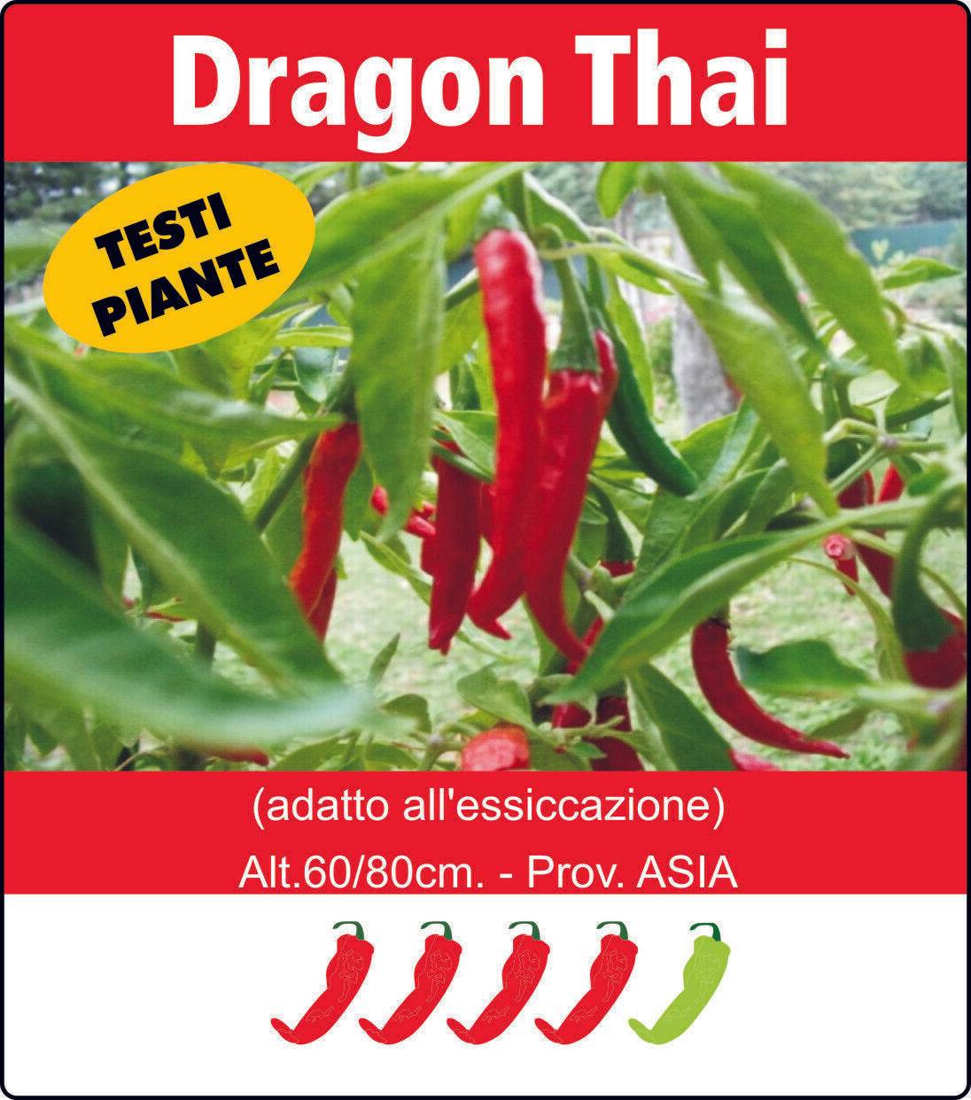 PIANTA PEPERONCINO PICCANTE DRAGON THAI ALTA QUALITÀ VASO 14