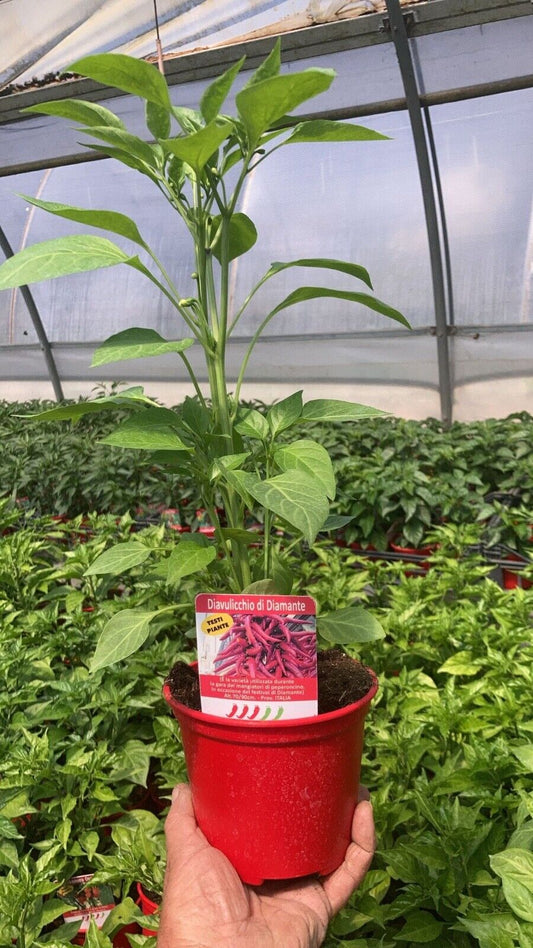 PIANTA PEPERONCINO PICCANTE DIAVULICCHIO DI DIAMANTE ALTA QUALITÀ VASO