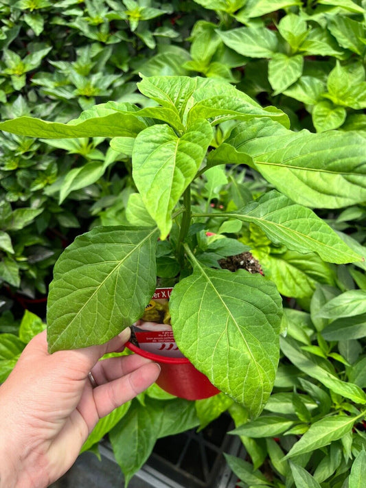 PIANTA PEPERONCINO PICCANTE PEPPER X ALTA QUALITÀ VASO 14