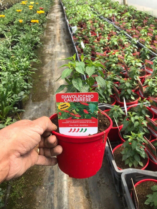 PEPERONCINO PICCANTE DIAVOLICCHIO CALABRESE ALTA QUALITÀ VASO 14