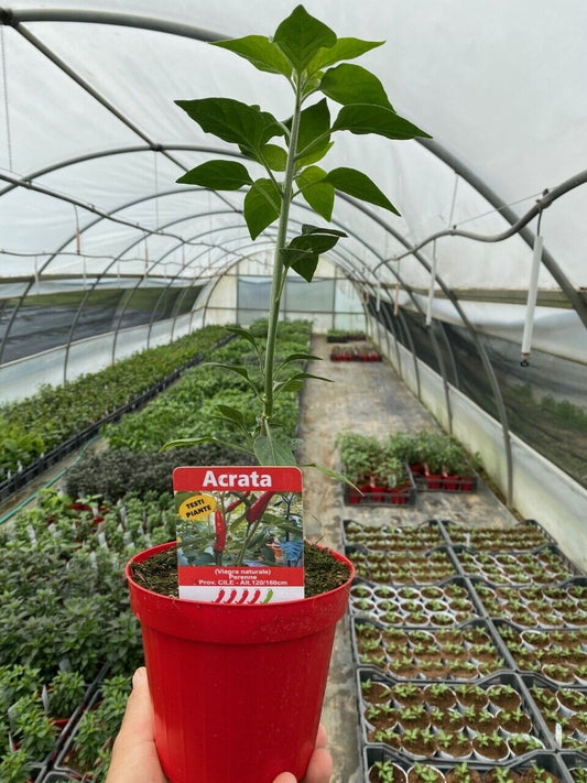 PIANTA PEPERONCINO PICCANTE ACRATA ALTA QUALITÀ VASO 14
