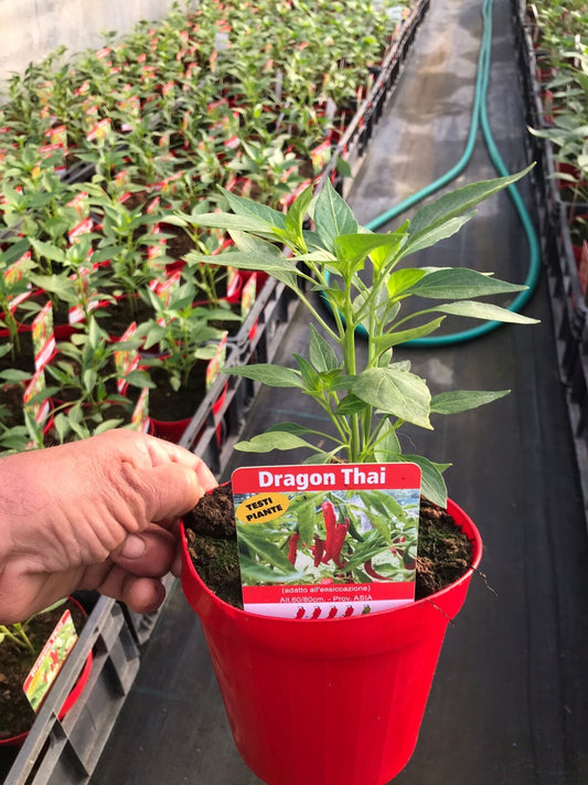 PIANTA PEPERONCINO PICCANTE DRAGON THAI ALTA QUALITÀ VASO 14